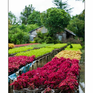 Mekong Blumen fuer Saigon 3