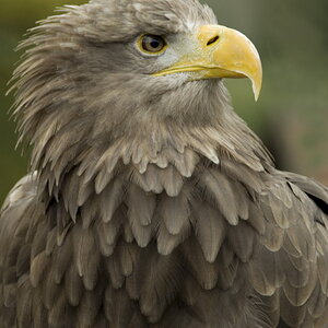 Attila