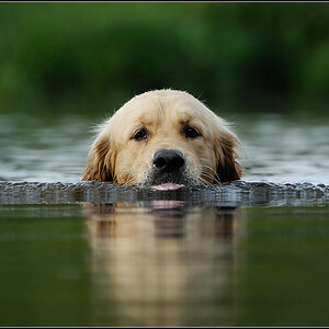 hund05