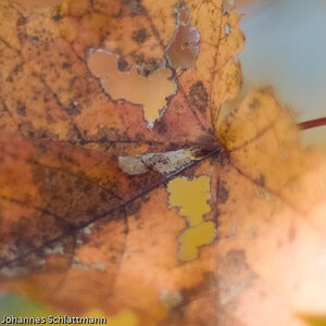 20081009 4247 [D700]   F1,4 50,00mm