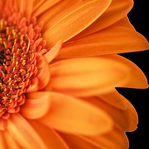 Gerbera