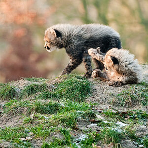 20081230 4675 [D300]   F5,0 300,00mm