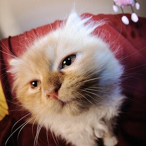 2008 12 22 Sarahs Katze Gremlin D7C 0122 ps2