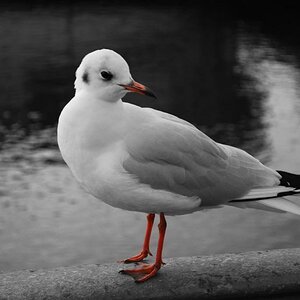 Möwe