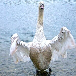 schwan