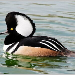 • Kappensäger •

• Hoodet Merganser (lat.: Lophodytes cucullatus). •

Ein hübscher Bursche auf der Insel Texel NL, mit Hut und tollen Brummtönen !
Nik