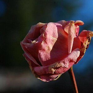 rose3
