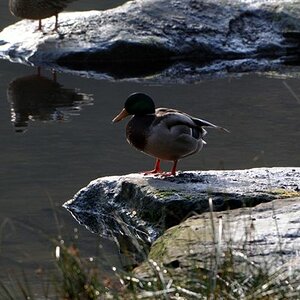 D30 08631782 Es spiegelt sich die zweite Ente im Wasser