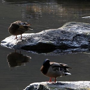 D30 08641783 Die Enten putzen sich trotz eisiger Kälte