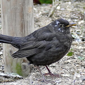 amsel web
