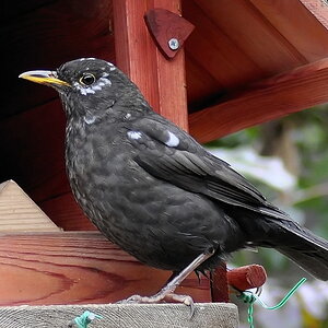 amsel web2