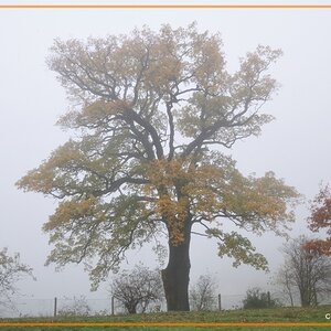 Pillnitz