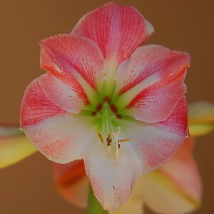 Sigma 70-200 Macro HSM