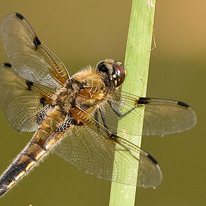 20080609 2809 [D300]   F5.6 300.00mm