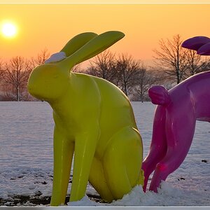 Hasen in Ostfildern im Abendlicht - Kunst? ;)