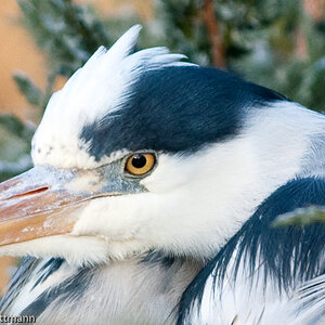 20081230 4557 [D300]   F5,6 300,00mm 2