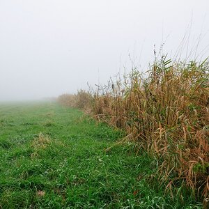 im Nebel