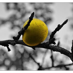 Herbstapfel (colorkey)
f8, 1/40s, ISO 200