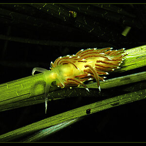 Fadenschnecke in der Ostsee, Eckernförde
