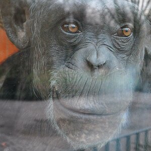 Affe im Karlsruher Zoo