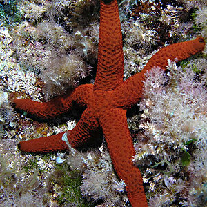 Purpurroter Seestern "Ophidiaster ophidianus", Mallorca, Großes Riff
