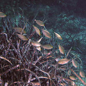 Goldstriemen, Mallorca, Cala Sa Nau