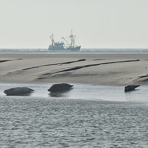 Borkum: Seehunds- bzw. Kegelrobbenbank (300mm+1.4TK; MHX 6705DrAKUSM+x)