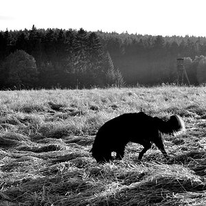 Skip wühlt im Getreidefeld.