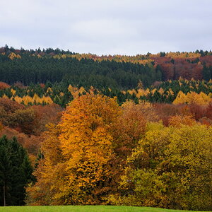 Höchstenbacherwald2