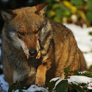 acomp Bayrischer Wald 0137