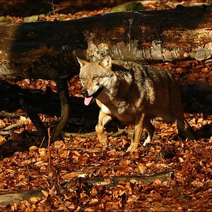 acomp Bayrischer Wald 0208