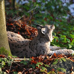 acomp Bayrischer Wald 0663