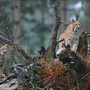 acomp Bayrischer Wald 1523