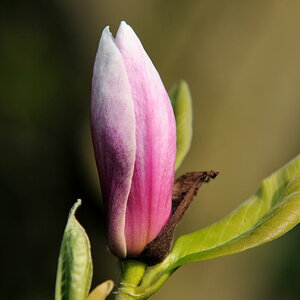Magnolie II