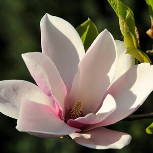 Magnolie