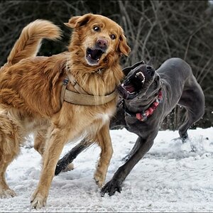 Spielende Hunde a23073535