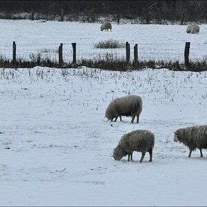comp Schafe im Winter in Trittau