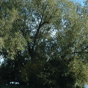 DSC 0518 crop