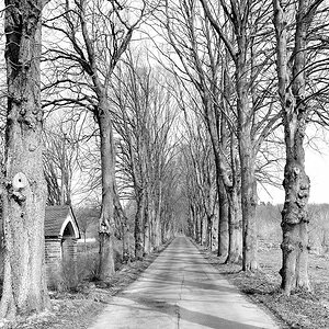 Allee001