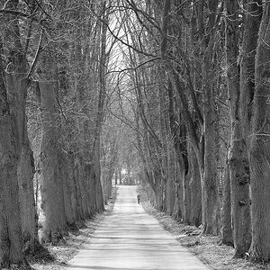 Allee002