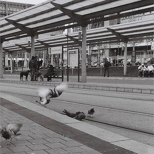 cR SB Hbf 31