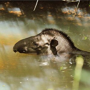 Tapir DSC 2084   3 II