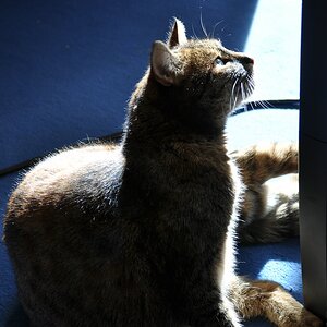 Katze im Gegenlicht

D5000 / Nikkor 55-200 VR

55.0mm / f/5.0 / 0.010s (1/100) / ISO 200