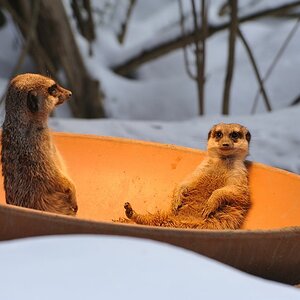 Zoo Erdmännchen1 20101225 141717