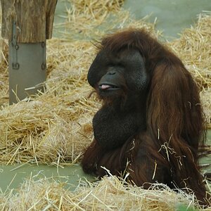 Zoo Orang 20101225 161137