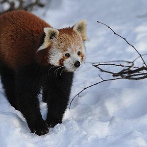 Zoo Panda 20101225 144912