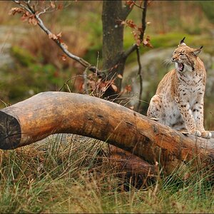 acomp Bayrischer Wald 1315