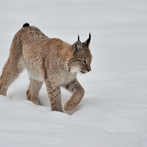 Luchs, Hundshaupten 1