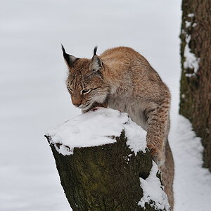 Luchs, Hundshaupten 2