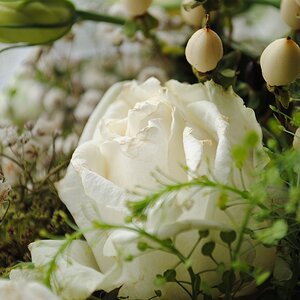Weisse Rose